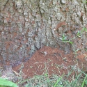 Буровая мука в изобилии лежит у ствола дерева
