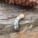 Взрослая личинка короеда (длина около 5см)